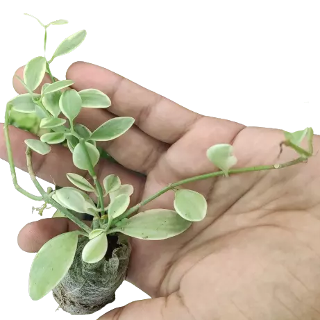 String Of Nickels Variegated (Dischidia Oiantha) - Rare