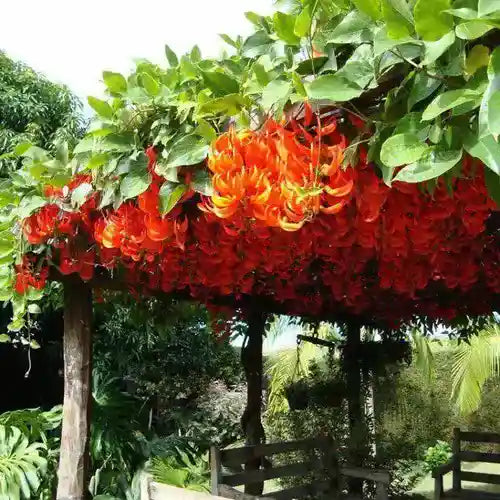 Red Jade Vine - Rare