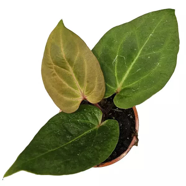 Kos×Magnificam - Rare