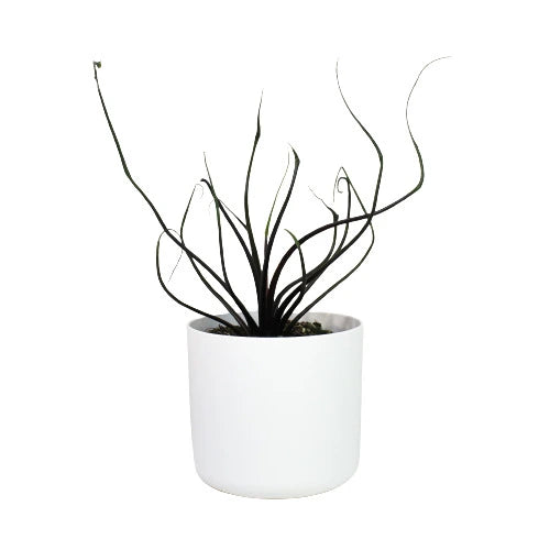 Alocasia Plumbae | "Flying Squid" - Rare