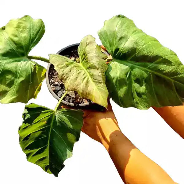 Philodendron Corsinianum / 'Bronze Shield' - Rare