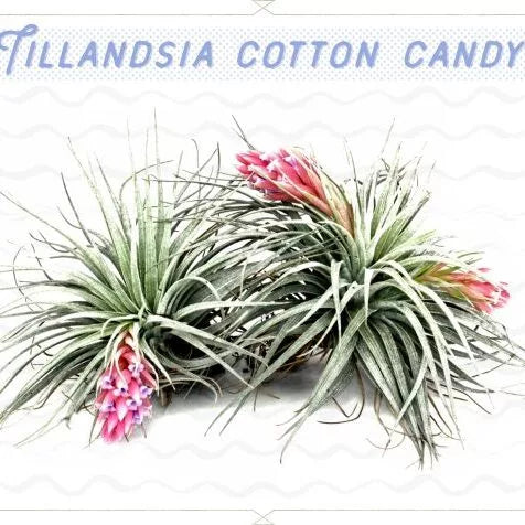 Tillansia Cotten candy