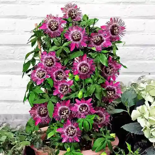 Passiflora Sherry/Krushna Kamal Plant Red