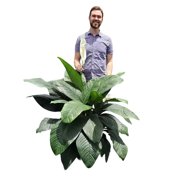 Spathiphyllum Peace Lily Hybrid