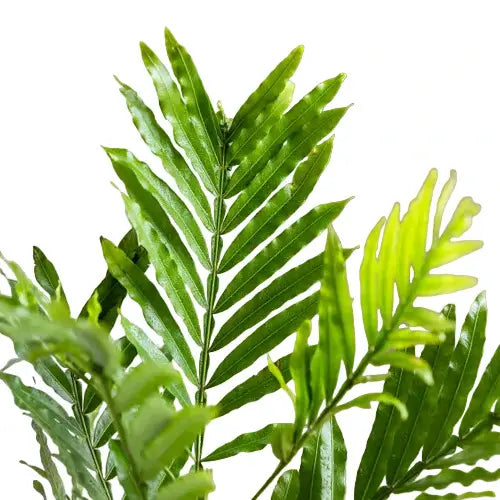 Japanese Fern Tree | Filicium Decipiens - Rare