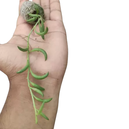 String of Bananas