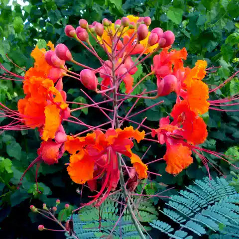 Rare Pride of Barbados | Peacock Caesalpinia pulcherrima rosea plant - Red Orange, BIG
