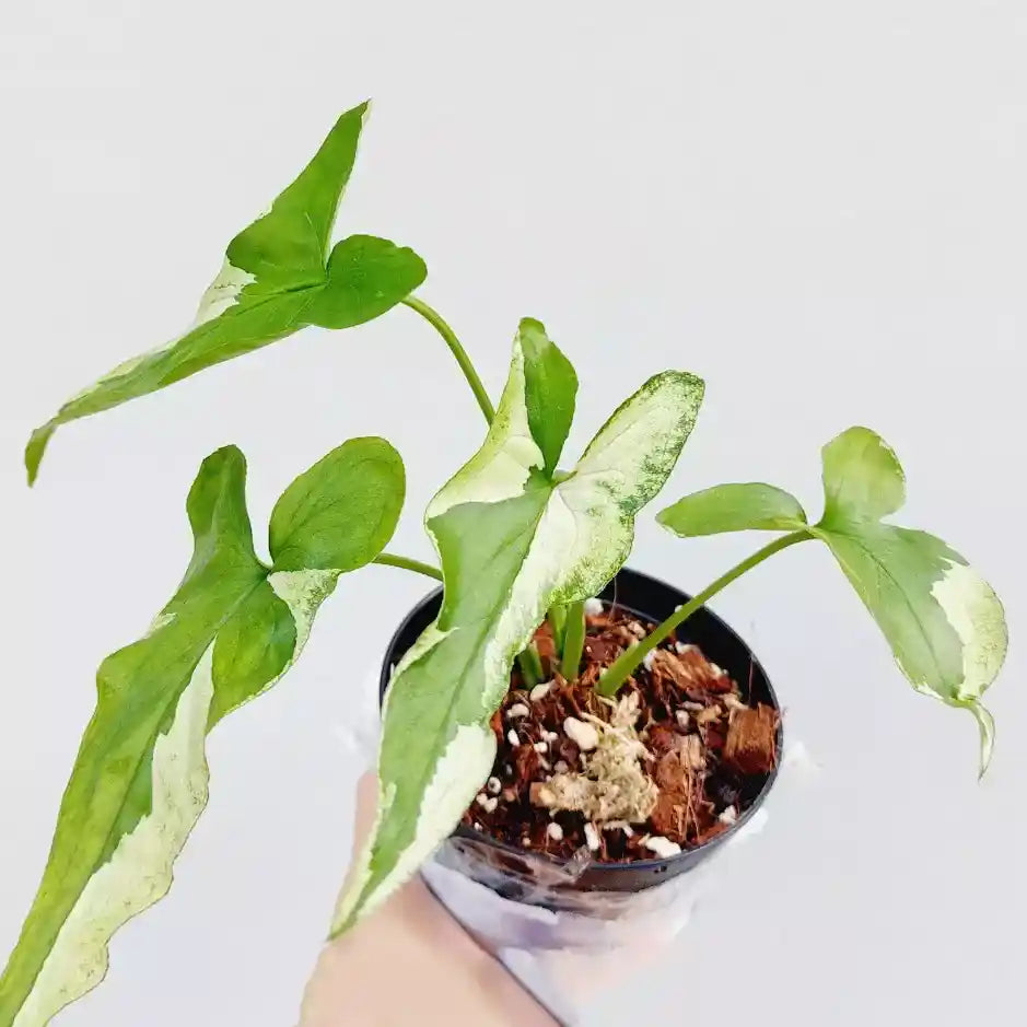 Syngonium Starlite / Starlight