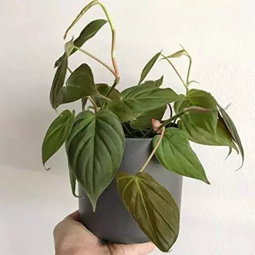Philodendron Mican plant