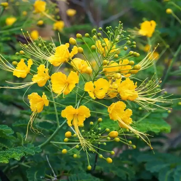 Rare Pride of Barbados | Peacock Caesalpinia pulcherrima rosea plant - Dark Yellow, SMALL
