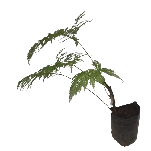 Rabbit’s Foot Fern ( Davallia solida ) - Rare