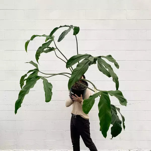 Philodendron Holtonianum - Rare Plant