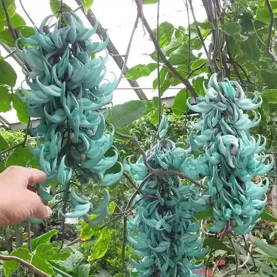Blue Jade Vine (Strongylodon Macrobotrys)
