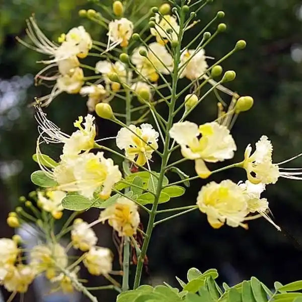 Rare Pride of Barbados | Peacock Caesalpinia pulcherrima rosea plant - Light Yellow, SMALL