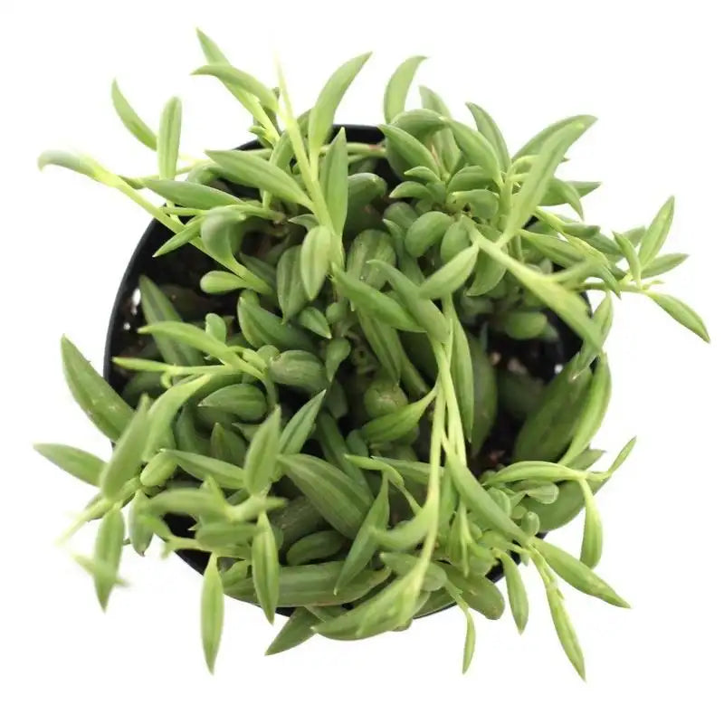 String of Bananas