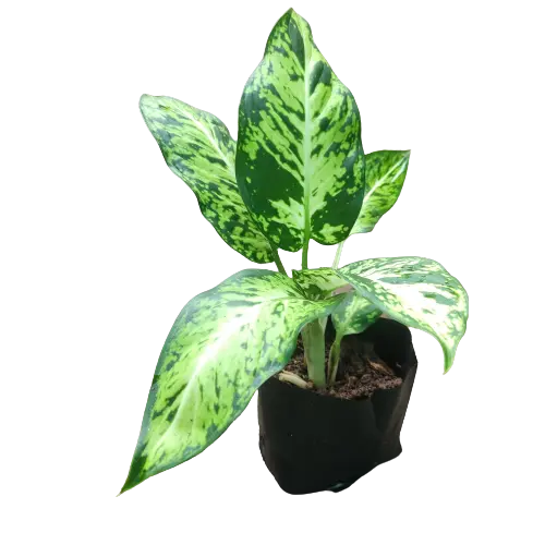 Dieffenbachia 'Sublime'