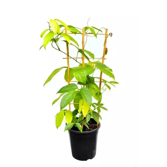 Red Jade Vine - Rare