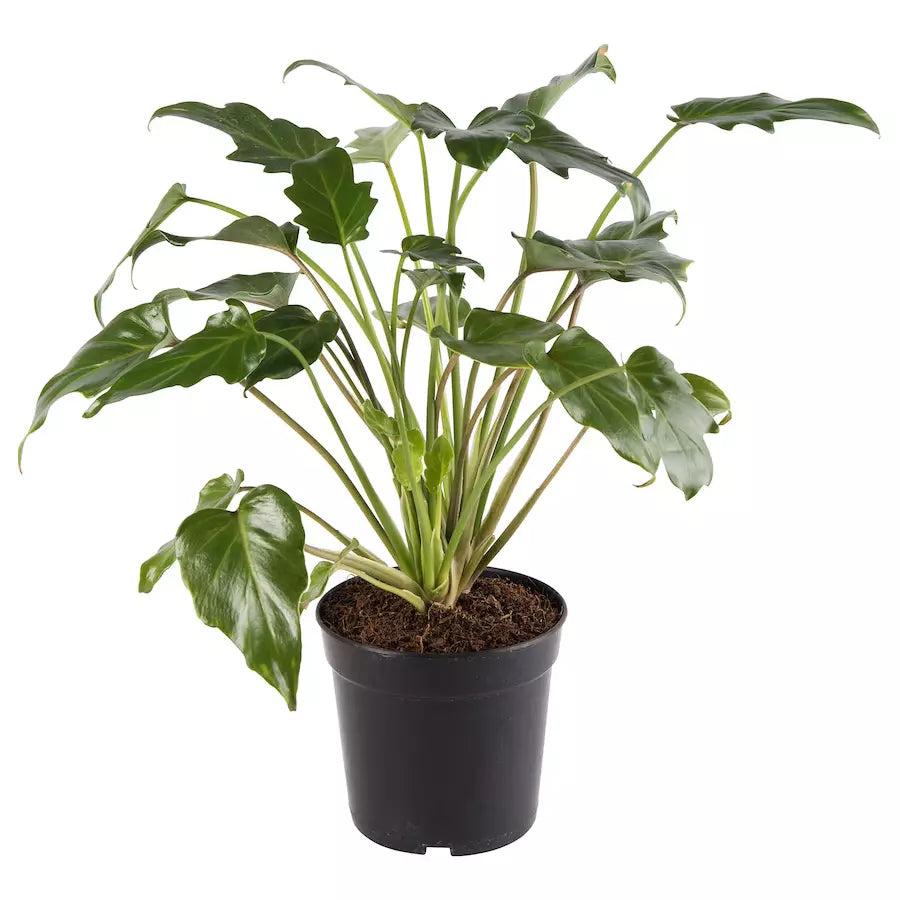 Philodendron Xanadu