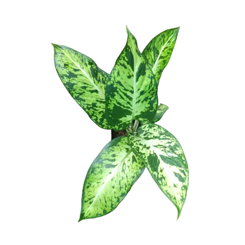 Dieffenbachia 'Sublime'