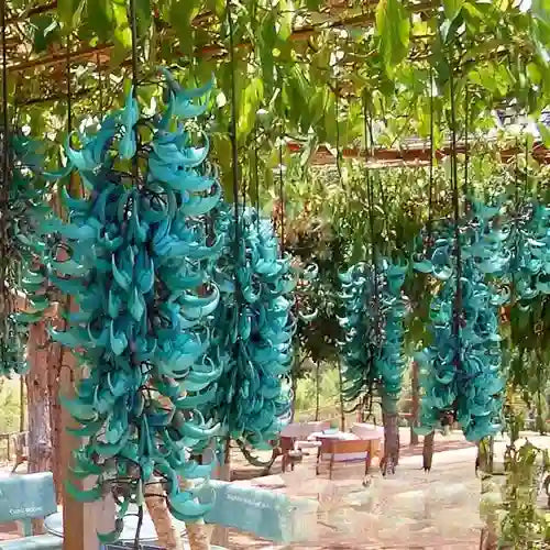 Blue Jade Vine (Strongylodon Macrobotrys)