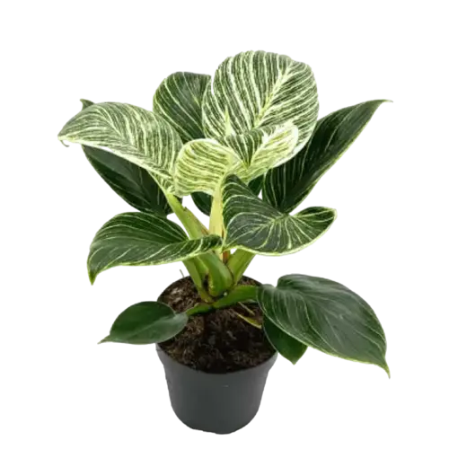Philodendron "Birkin" - BIG