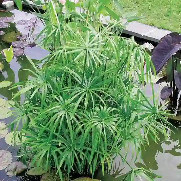 Umbrella Plant | Umbrella Sedge | Cyperus Alternifolius Plant