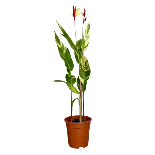 Heliconia Variegated - Super Rare
