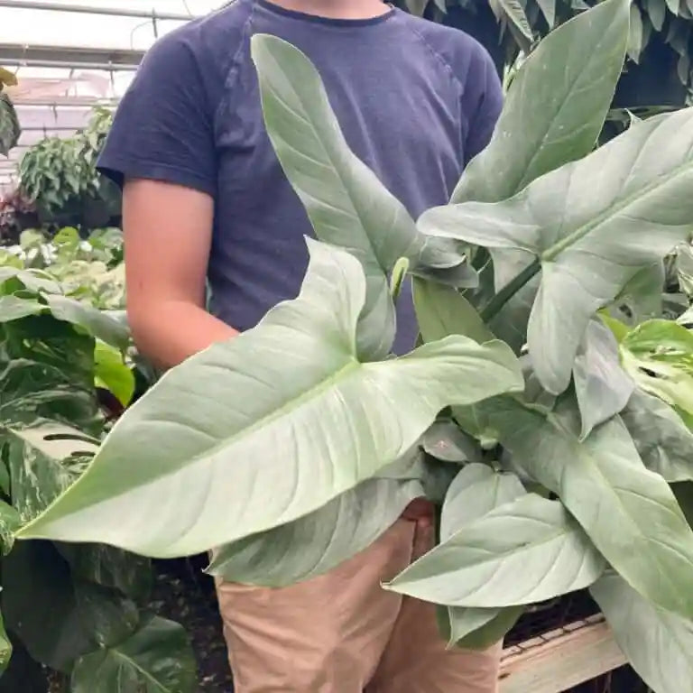 Philodendron Hastatum Silver Sword Plant