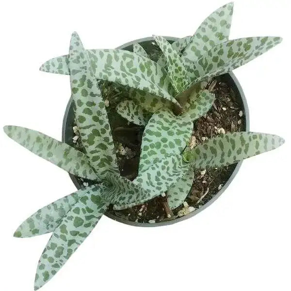 Silver Squill, Ledebouria socialis