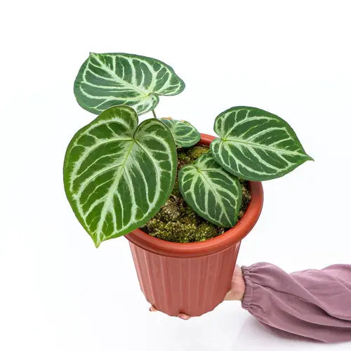 Anthurium Dorayaki Silver- Rare