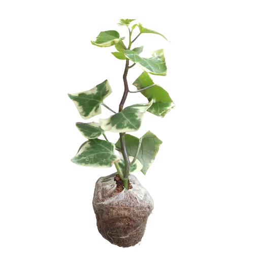 English ivy/WaX ivy (Variegation from outside)Senecio Macroglossus Variegatus