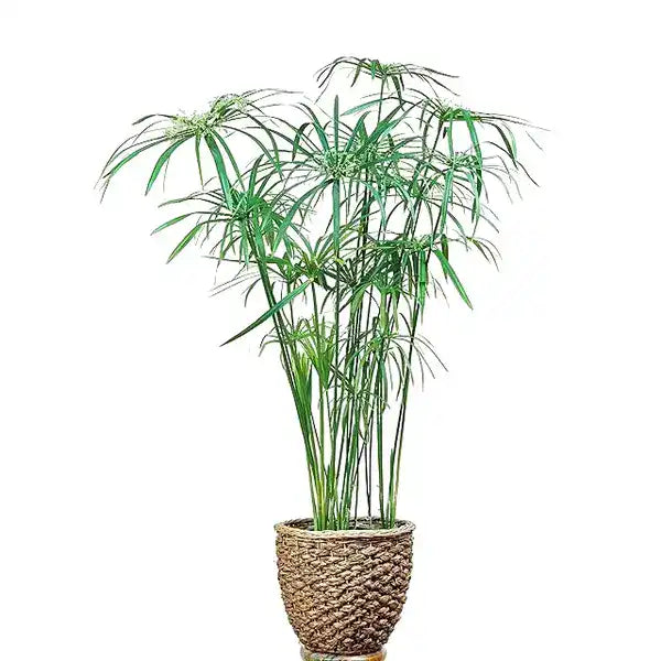 Umbrella Plant | Umbrella Sedge | Cyperus Alternifolius Plant