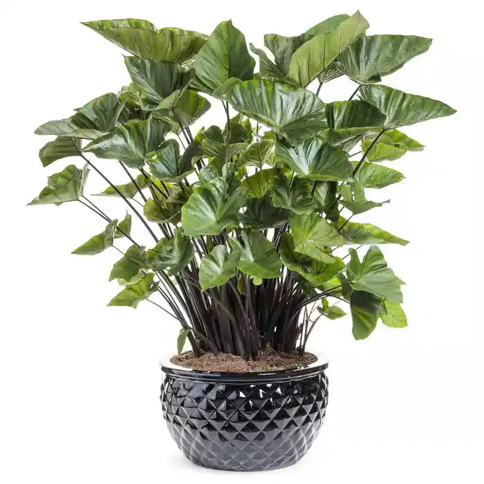 Colocasia esculenta 'Coffee Cups' | Coffee Cups Elephant's Ear - Rare
