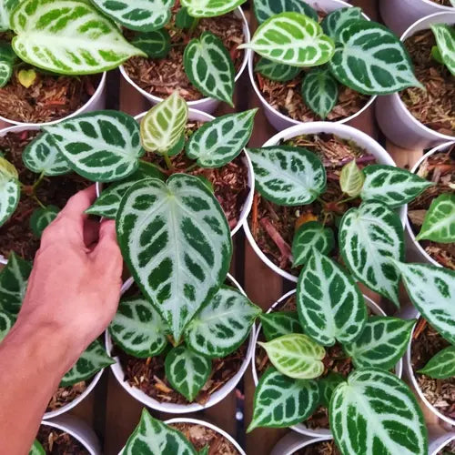 Anthurium Dorayaki Silver- Rare