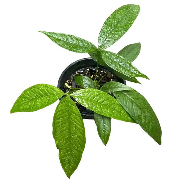 Anthurium Monenii - Rare