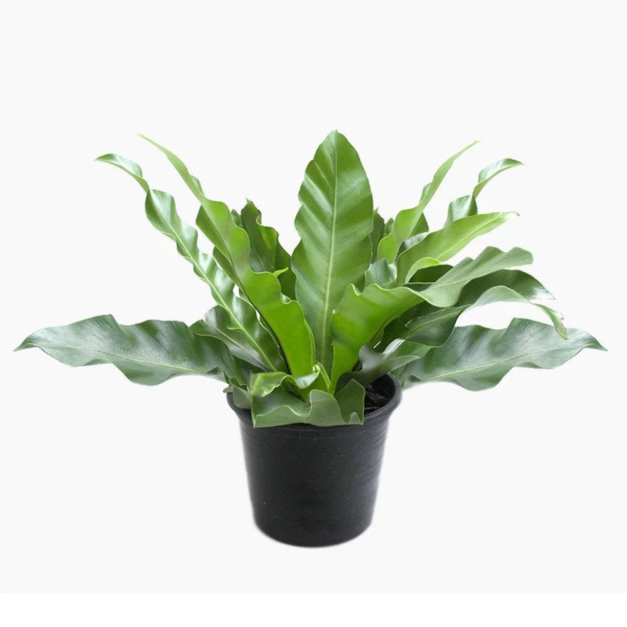 Bird's Nest Fern Plant - BIG