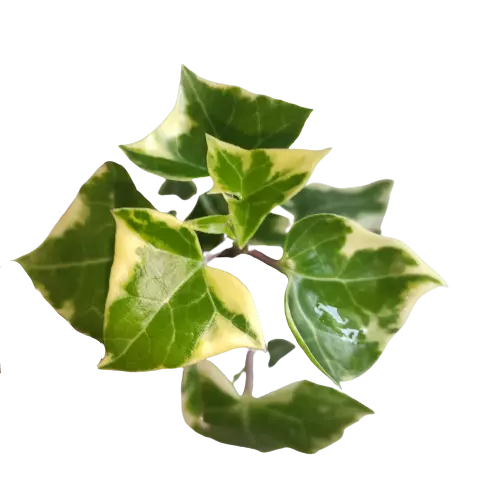 English ivy/WaX ivy (Variegation from outside)Senecio Macroglossus Variegatus