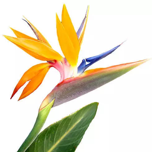 Bird Of Paradise (Strelitzia) Plant