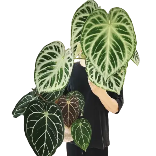 Anthurium Dorayaki Silver- Rare