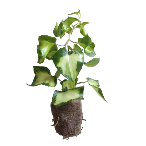 English ivy/WaX ivy (Variegation from inside)Senecio mikanioides (Variegated German Ivy)