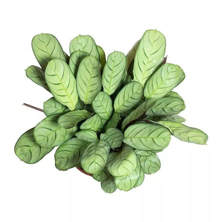 Ctenanthe burle marxii Amagris - Never Never Plant