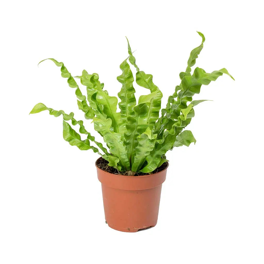 Victoria Bird’s Nest Fern | Bird's Nest Fern Asplenium