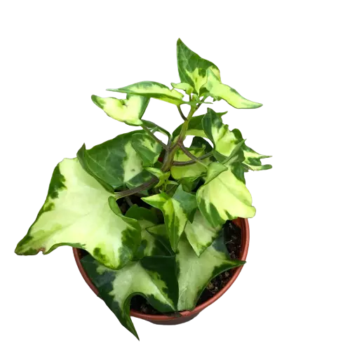 English ivy/WaX ivy (Variegation from inside)Senecio mikanioides (Variegated German Ivy)