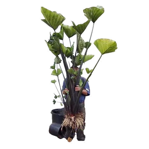 Colocasia esculenta 'Coffee Cups' | Coffee Cups Elephant's Ear - Rare