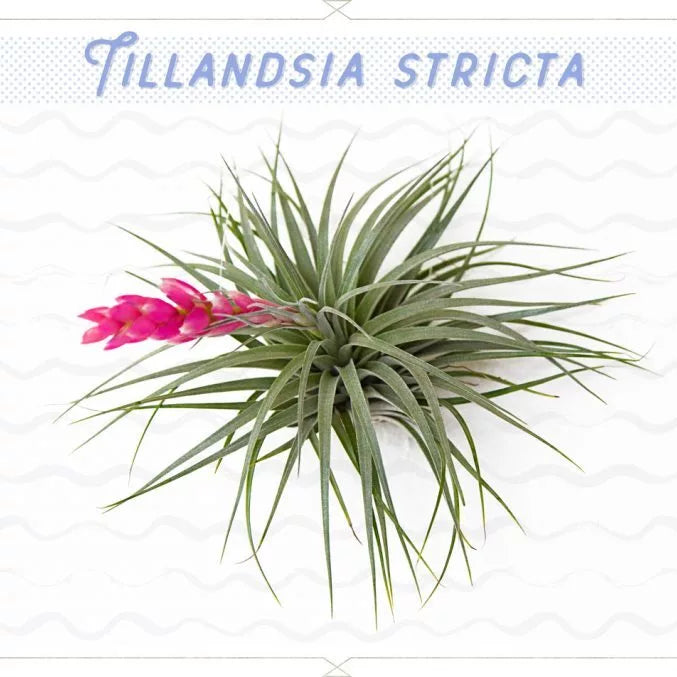 Tillandsia Stricta (Air plant)