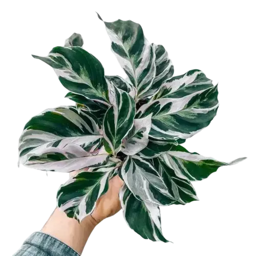 White Fusion Calathea