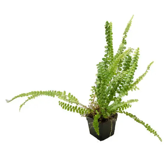 Lemon Button Fern Plant