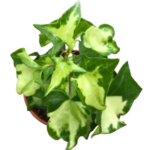 English ivy/WaX ivy (Variegation from inside)Senecio mikanioides (Variegated German Ivy)