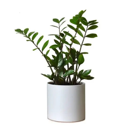 Zamioculcas Zamiifolia, ZZ Plant