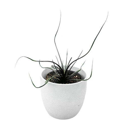 Alocasia Plumbae | "Flying Squid" - Rare